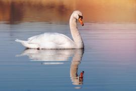 Trei adolescenţi, arestaţi după ce ar fi ucis şi mâncat o lebădă considerată vedetă într-un orăşel din New York. Scuza lor: credeau că e doar "o raţă foarte mare"