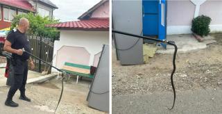 Un șarpe a fost scos dintr-un aparat de cafea, într-o comună din Bihor