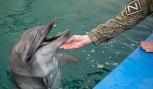Ruşii folosesc delfini special antrenaţi pentru a apăra baza militară de la Sevastopol