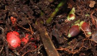 Planta uluitoare care înfloreşte sub pământ