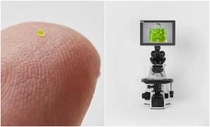 O "poșetă" cât un grăunte de sare a fost vândută cu peste 60.000 de dolari la licitație. Noul proprietar va primi și un microscop