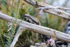 Zone cu vipere în România. Unde există riscul să întâlneşti şerpi veninoşi