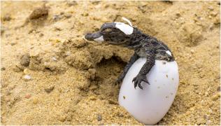 "Naştere virgină" într-o grădină zoo din Costa Rica. Primul caz din lume în care o femelă crocodil adepus un ou fără ajutorul unui mascul