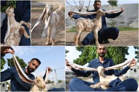 Simbi, căpriţa cu urechi gigantice. La doar două luni este pe cale să depăşească recordul mondial