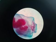 creaturi marine minuscule