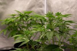 Doi bărbaţi din Argeş au crescut cannabis într-un solar, în propria locuinţă. Poliţiştii au găsit 25 de culturi