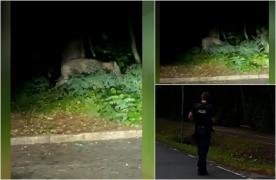 Alerta cu privire la o leoaică ridicată la Berlin. Poliţiştii au crezut că văd un leu, dar cel mai probabil era un mistreţ