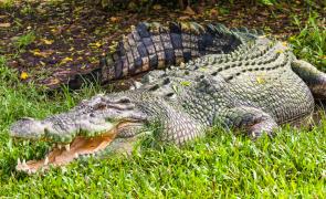 Crocodil, imagine ilustrativă