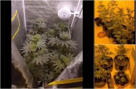 Doi bărbaţi din Târgu-Mureş au crescut plantaţii de cannabis în propria casă, sub lumina lămpilor. Poliţiştii au ridicat 27 de culturi