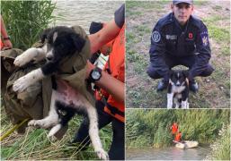 Misiune cu final fericit în Neamţ. Căţel salvat de pompieri, după ce s-a blocat pe râul Roman. Acesta a fost adoptat chiar de salvator