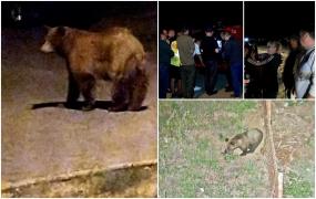 Ursul "Rambo" nu se lasă prins. Primăria din Ploieşti a montat o cuşcă modernă, dar a prins un alt animal