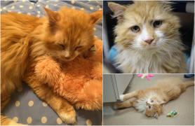 Povestea motanului care a mers 20 de km pentru a-şi revedea familia care l-a abandonat. Stăpânii au dorit să-l eutanasieze, dar Toby a primit o nouă şansă