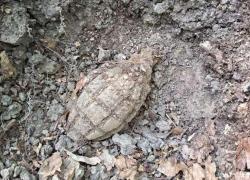 Grenada descoperită în pădure