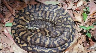 Bărbat din India, arestat după ce a fost prins cu 47 de pitoni în bagaj, în aeroport. Voia să-i introducă ilegal în țară