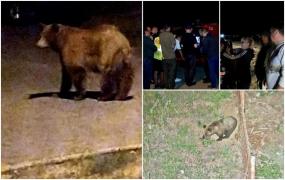 L-au prins pe "Rambo". Ursul căutat de peste o lună în zona oraşului Ploieşti a fost capturat
