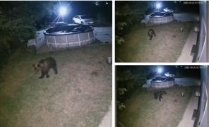 Cum a a fost prins ursul "Rambo". O întreagă "armată" a fost mobilizată: poliţişti, jandarmi, vânători, veterinari, dar şi primarul Ploieştului