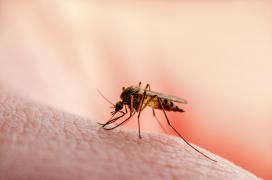 Şapte cazuri confirmate cu infecţie cu virusul West Nile. Trei persoane au murit
