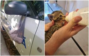 Bărbat de 74 de ani din Galaţi, amendat cu 3.000 de lei după ce a abandonat o pisică într-o pungă de plastic. A agăţat-o de oglinda unei ambulanţe veterinare