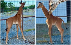 Un pui de girafă fără pete este noua atracţie a grădinii zoologice din Tennessee