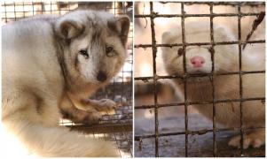 120.000 de vulpi şi de nurci, sacrificate