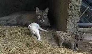Un pui de pumă albinos s-a născut la un zoo din Nicaragua