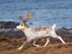 Norvegia le interzice renilor să mai treacă graniţa către Rusia. Pentru o singură escapadă, ruşii cer 4.000 de euro despăgubiri