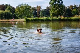 Şi-au dat viaţa pentru câinele lor