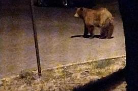 Urs surprins în parcarea unui spital din Buzău. Primar: Într-un an vom avea ursul de Marea Neagră