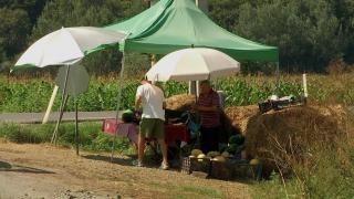 Locul din România unde pepenii se coc mai ceva ca la Dăbuleni. "Nu cred toţi. Trebuie să-i aducem în câmp ca să creadă"