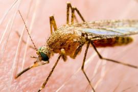 Alertă din cauza West Nile în ţară. INSP: 21 de cazuri şi 4 decese în acest sezon. Cum puteam evita infectarea
