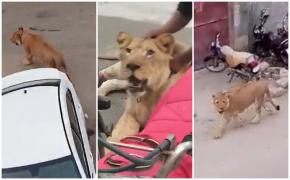 Oamenii au fugit ţipând din calea leului