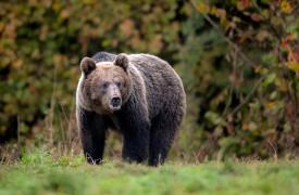 Un bărbat a fost muşcat de urs, în Bistriţa-Năsăud. A intervenit un echipaj SMURD, victima este conştientă