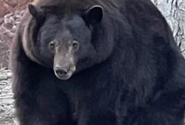 După 21 de "spargeri", Hank the Tank a fost prins. Ce se va întâmpla cu ursul care a băgat spaima în californieni