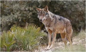 Lupii, declarați dispăruți în Andaluzia