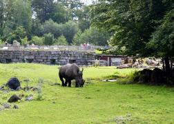 Îngrijitoare ucisă de un rinocer, la o grădină Zoo din Salzburg. Un alt bărbat a fost rănit în timp ce încerca să o salveze de furia animalului