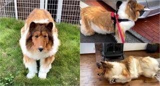 Bărbatul care s-a transformat în câine vrea să-şi găsească iubirea.