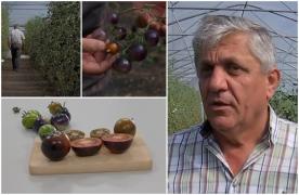 După 20 de ani de studii, cercetătorii din Buzău vin cu un nou soi de roşii: "Sunt mult mai sănătoase"