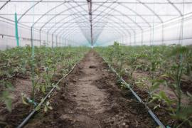 Bani pentru motorina folosită în agricultură, programul Tomata va fi extins. Ce ajutoare primesc agricultorii