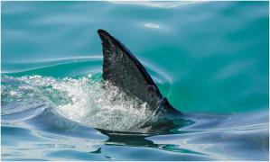 O femeie a rămas fără o mână, după ce a fost atacată de un rechin, în vacanța din Egipt. A înotat lângă el crezând că e un ton