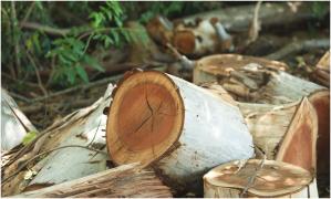 Polițiștii din Suceava, nevoiți să tragă mai multe focuri de armă, după ce au prins un grup de persoane la furat de lemne. Unul dintre hoți, rănit la picior