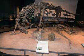 Dinozaurul Barry, scos la vânzare