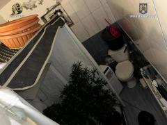 Traficantul de droguri a făcut mulţi bani graţie culturii de canabis din toaletă