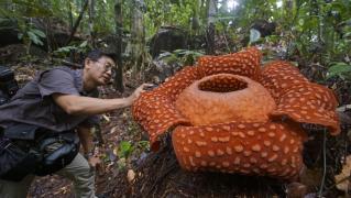 Rafflesia, cunoscută mai ales sub numele de "floarea-cadavru"