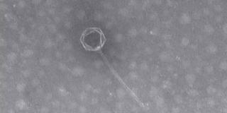 Virusul vB_HmeY_H4907, descoperit în Groapa Marianelor