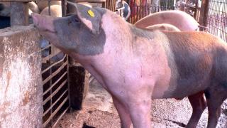 "Asta a fost o afacere de familie şi acum am rămas fără nimic." Fermierii revoltaţi de despăgubirile de la stat pentru porcii infectaţi cu pesta porcină