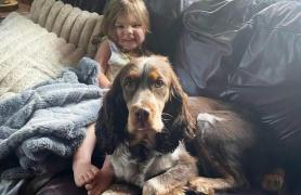 O fetiţă de 2 ani, dată dispărută de familie, a fost găsită dormind în pădure, alături de căţeii ei loiali