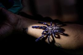 O noua specie de tarantulă, descoperită de cercetători în Thailanda