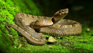 Două persoane au ajuns la spital în Iaşi, după ce au fost muşcate de şarpe în timp ce adunau crengi în pădure