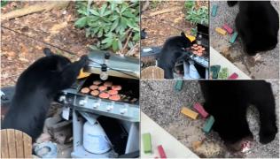 Doi ursuleți s-au "alăturat" unor turiști care încingeau un grătar la o cabană, în SUA. Le-au mâncat burgerii, apoi, de sete, au băut și o Cola