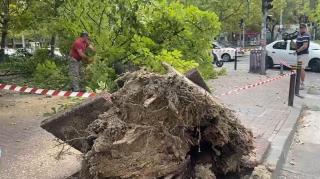 Bărbat din Bucureşti, transportat la spital după ce un copac a căzut pe el în Sectorul 3